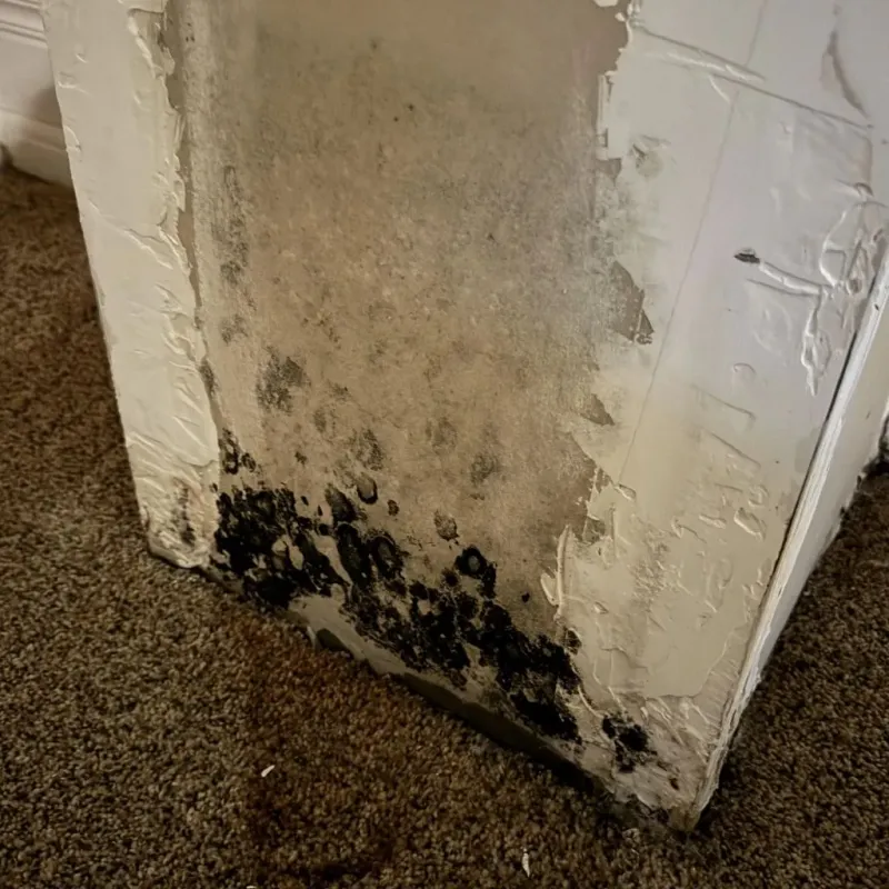 Professional Mold Removal in Weare, NH